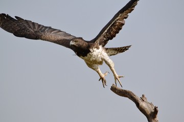 Marsial eagle taking off from