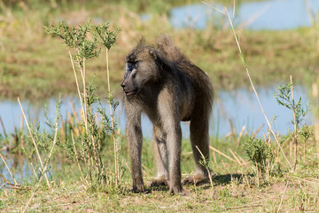 Babouin chacma, Papio ursinus , chacma baboon, Parc national Kruger, Afrique du Sud