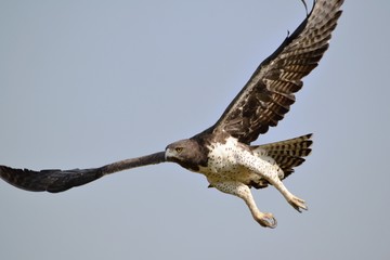 Marsial eagle in full flight