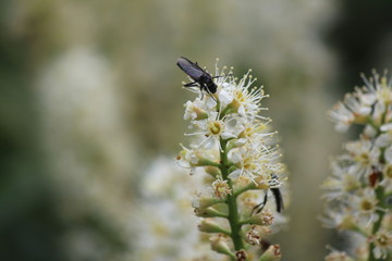 Insekt auf Kirschlorbeerblüte