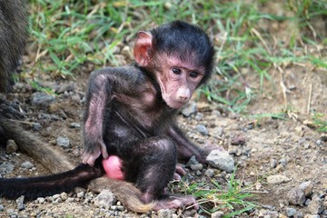 baby baboon playing alone