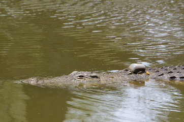 Crocodile du Nil , avec balise , Crocodylus niloticus, Afrique du Sud