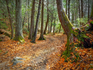 Forest trail in Park of the Chute-à-Bull in autumn