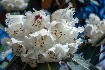 Obraz na płótnie Canvas Bumble Bee Pollinating a White Rhododendron