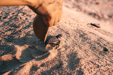 Female hands holding a coconut bowl with a small turtle