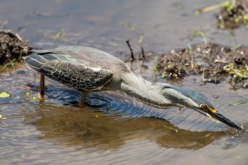 H&eacute;ron stri&eacute;,.Butorides striata, Striated Heron