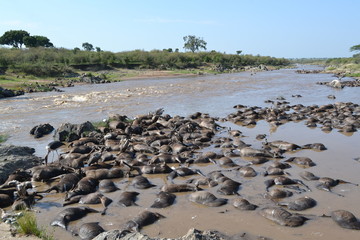 dead wildebeest in serengeti national park tanzania africa