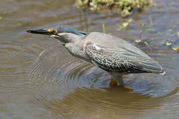 Héron strié,.Butorides striata, Striated Heron
