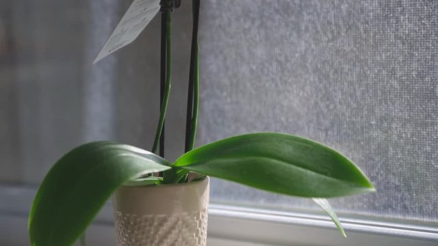 The White Small Vase Of The Baby Orchid With Big Leaves And White Flowers Placed Beside The Window. -close up shot