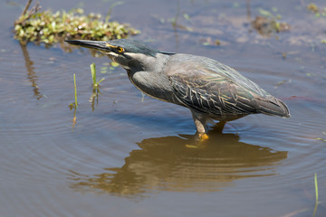 Héron strié,.Butorides striata, Striated Heron