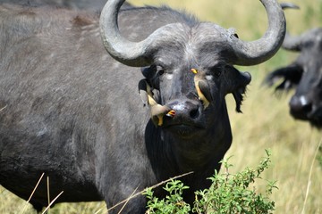oxpeckers on the nose of a buffalo