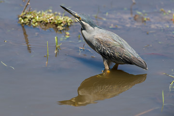 Héron strié,.Butorides striata, Striated Heron