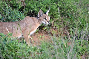 A rare cat called caracal