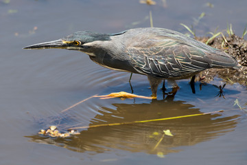 Héron strié,.Butorides striata, Striated Heron
