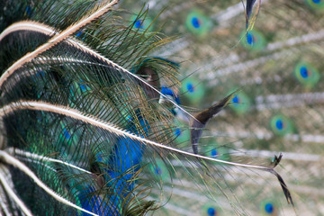 Closeup of Peacock Feathers