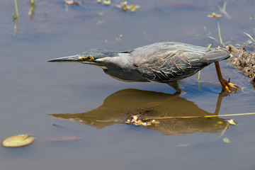 Héron strié,.Butorides striata, Striated Heron