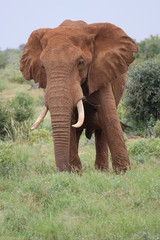 Naklejka na ściany i meble close up of a bull elephant in amboseli