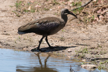 Ibis hagedash,.Bostrychia hagedash ,Hadada Ibis, Afrique du Sud