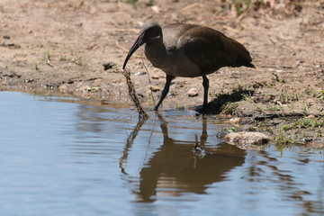 Ibis hagedash,.Bostrychia hagedash ,Hadada Ibis, Afrique du Sud