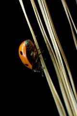 Ladybug close-up on a black background