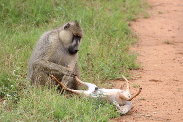 baboon inspecting a dead dik dik