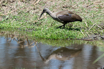 Ibis hagedash,.Bostrychia hagedash ,Hadada Ibis, Afrique du Sud