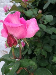 pink rose in garden