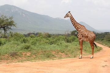 reticulated giraffe in samburu reserve