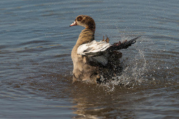 Ouette d'Égypte,.Alopochen aegyptiaca, Egyptian Goose, Parc national Kruger, Afrique du Sud