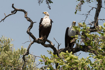 Pygargue vocifère,.Haliaeetus vocifer , African Fish Eagle, Parc national Kruger, Afrique du Sud