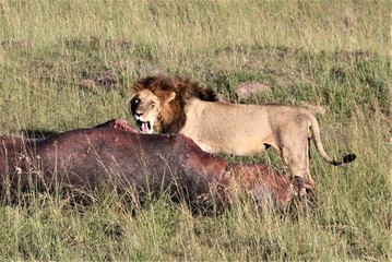 lion with a kill of a hippo