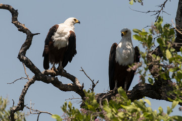 Pygargue vocifère,.Haliaeetus vocifer , African Fish Eagle, Parc national Kruger, Afrique du Sud