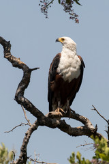 Pygargue vocifère,.Haliaeetus vocifer , African Fish Eagle, Parc national Kruger, Afrique du Sud