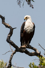 Pygargue vocifère,.Haliaeetus vocifer , African Fish Eagle, Parc national Kruger, Afrique du Sud
