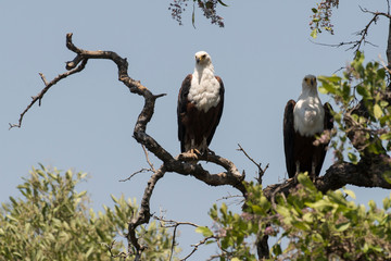 Pygargue vocifère,.Haliaeetus vocifer , African Fish Eagle, Parc national Kruger, Afrique du Sud