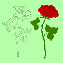 Figure roses without color, the contour of a rose and a beautiful red rose. Vector illustration