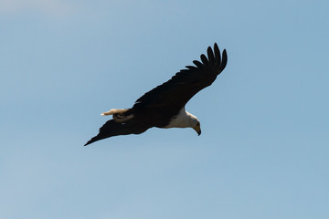 Pygargue vocifère,.Haliaeetus vocifer , African Fish Eagle, Parc national Kruger, Afrique du Sud