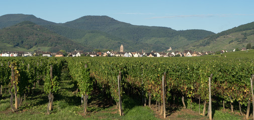 Fototapeta na wymiar View over a vineyard towards Eguisheim in Haut-Rhin Alsace France