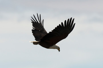 Pygargue vocifère,.Haliaeetus vocifer , African Fish Eagle, Parc national Kruger, Afrique du Sud