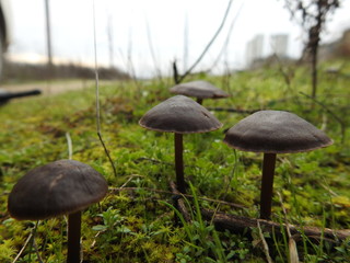 Champignons