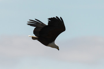 Pygargue vocifère,.Haliaeetus vocifer , African Fish Eagle, Parc national Kruger, Afrique du Sud