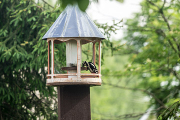 A woodpecker pecks grains in a bird feeder. Site about birds, nature, parks, urban environment, animal care.