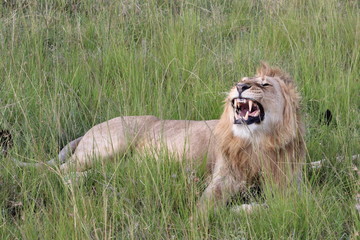 lion with mouth partly open as though smilling