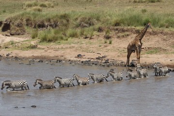 Fototapeta na wymiar zebras crossing a river while a giraffe watches at the side