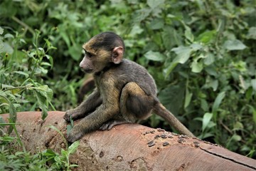 Naklejka na ściany i meble A baby baboon alone on a tree