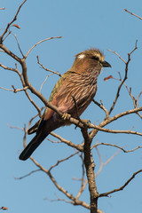 Rollier varié,.Coracias naevius, Purple Roller