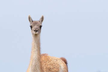 close up of a Guanaco