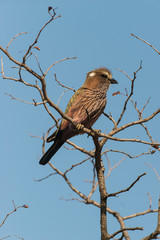Rollier varié,.Coracias naevius, Purple Roller
