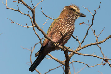 Rollier varié,.Coracias naevius, Purple Roller