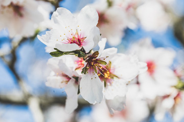 Almonds blossom in Madrid (Quinta de los Molinos Park)